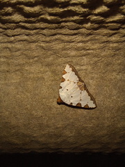 Eulepidotis testaceiceps