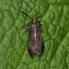 Dichomeris nonstrigella