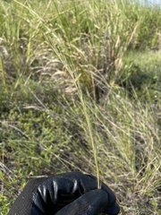 Aristida chaseae