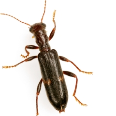 Cymatodera dietrichi