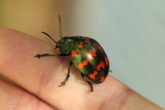 Platyphora spectanda