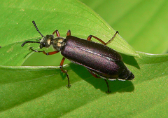 Lytta aenea