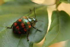 Platyphora spectanda