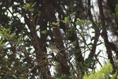 Fringilla coelebs ombriosa