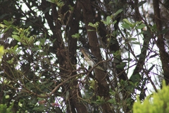 Fringilla coelebs ombriosa