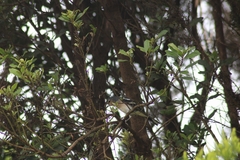 Fringilla coelebs ombriosa