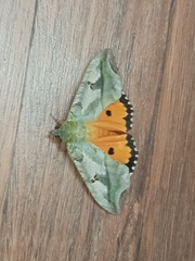 Eudocima materna