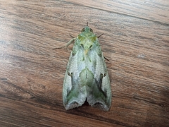 Eudocima materna