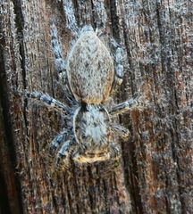 Menemerus taeniatus