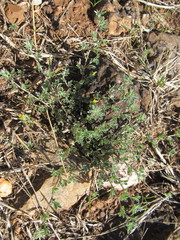 Listia heterophylla