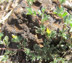 Listia heterophylla