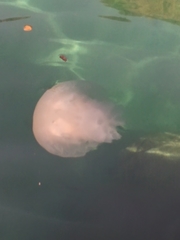 Rhizostoma pulmo