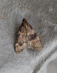 Aglossa cacamica