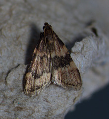 Aglossa cacamica