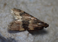 Aglossa cacamica