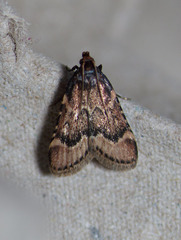 Aglossa disciferalis