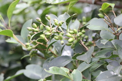 Ligustrum liukiuense