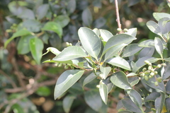 Ligustrum liukiuense