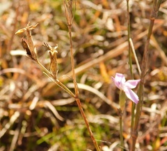Dianthus bicolor