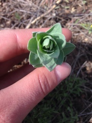 Linaria dalmatica dalmatica