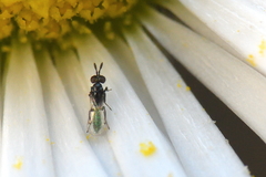 Macroglenes