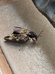 Ptyelus grossus