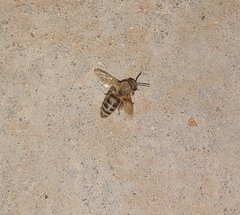 Apis mellifera