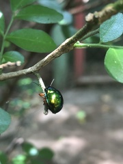 Chrysomelidae