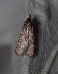 Aglossa electalis