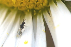 Macroglenes