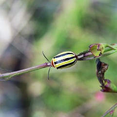 Kuschelina floridana