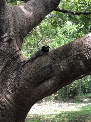 Callithrix penicillata