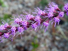 Liatris tenuifolia