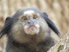 Callithrix penicillata