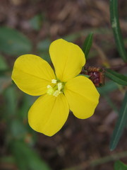 Ludwigia maritima