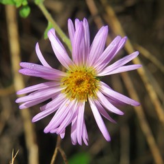 Ampelaster carolinianus