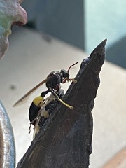 Ptyelus grossus