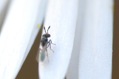 Macroglenes