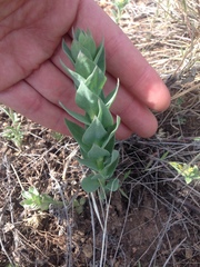 Linaria dalmatica dalmatica