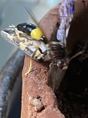 Ptyelus grossus