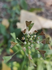 Capsella bursa-pastoris