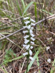 Spiranthes niklasii