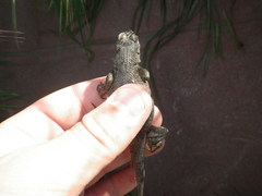 Sceloporus occidentalis occidentalis