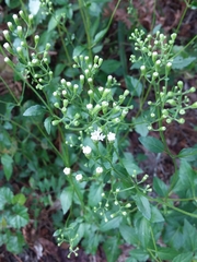 Ageratina jucunda