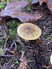 Cortinarius olivaceofuscus