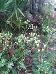 Ageratina jucunda