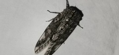 Munza furva