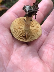 Cortinarius olivaceofuscus
