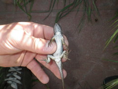 Sceloporus occidentalis occidentalis