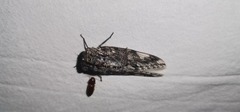 Munza furva